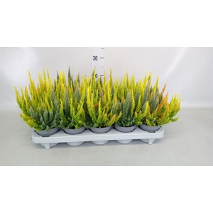 Calluna vulg. 'Skyline'   ...mix 3