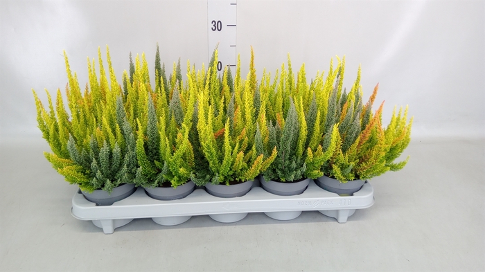 <h4>Calluna vulg. 'Skyline'   ...mix 3</h4>
