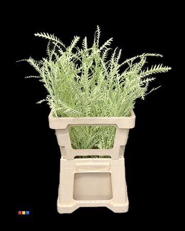 <h4>Grevillea Ivanhoe Mint</h4>