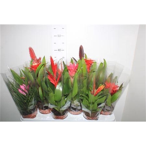 Bromelia Gem