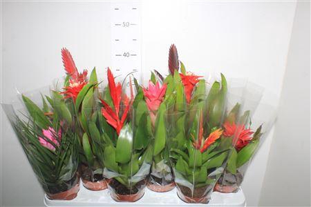 <h4>Bromelia Gem</h4>