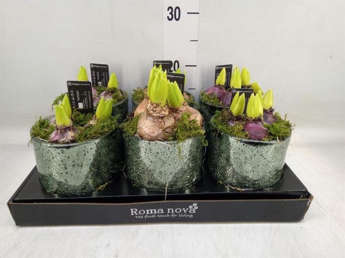 <h4>Arr. Hyacinthus L%</h4>