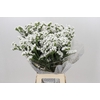 Limonium Sinuatum Frost Wings