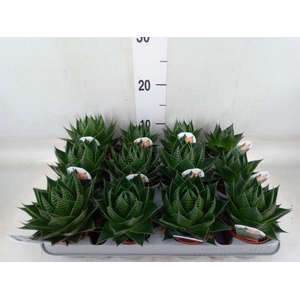 Aloe aristata 'Cosmo'