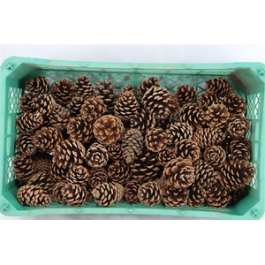 Pinea Oostenrijker Crate