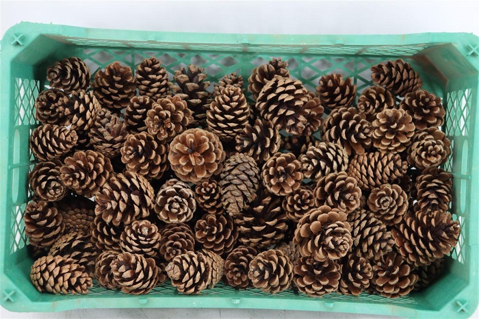 <h4>Pinea Oostenrijker Crate</h4>