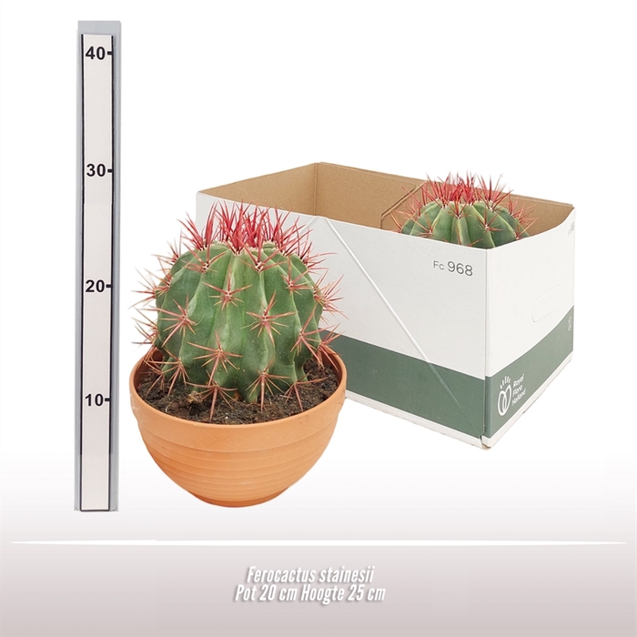 <h4>Ferocactus Stainesii</h4>