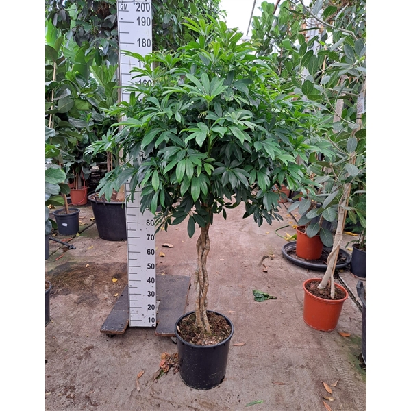 <h4>Schefflera arboricola 'Compacta' gevlochten stam 175</h4>