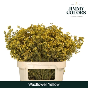 Waxflower premium L80 Yellow