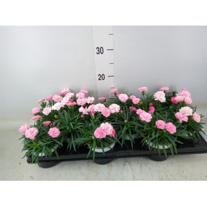 Dianthus  'I Love U'
