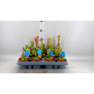 Vleesetende planten