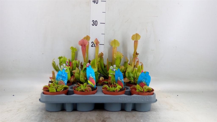 <h4>Vleesetende planten</h4>