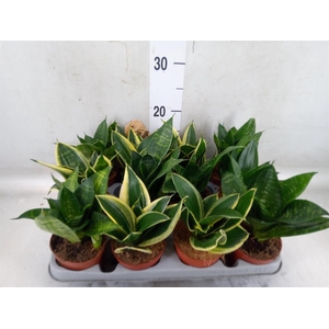 Sansevieria trifa. 'Hahnii'