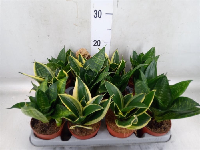 <h4>Sansevieria trifa. 'Hahnii'</h4>