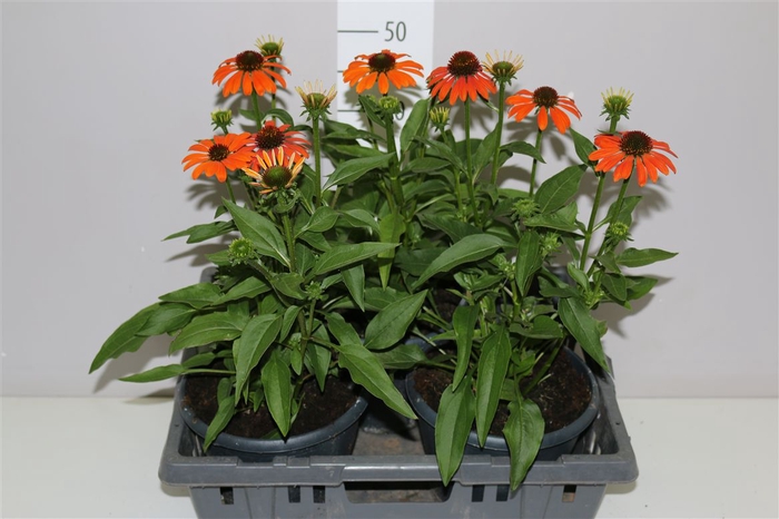 <h4>Echinacea Mooodz Satisfy Orange</h4>