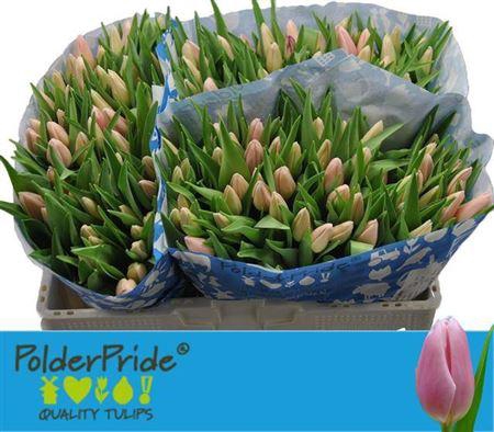 <h4>Tu En Gabriella</h4>