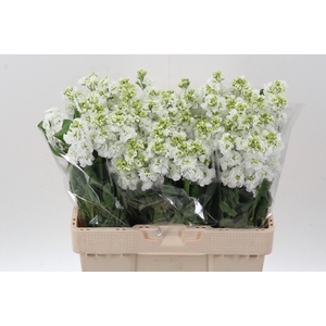 Matth Stox White