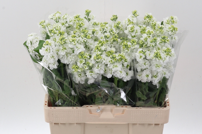 <h4>Matth Stox White</h4>