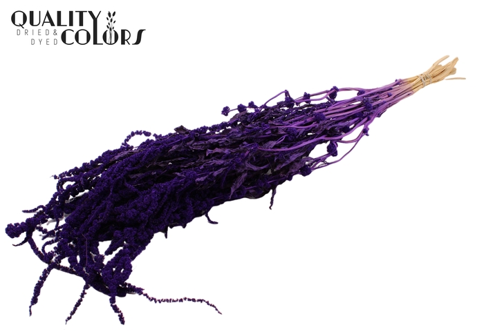 <h4>Hang Amaranthus ±70cm p/bunch Purple</h4>