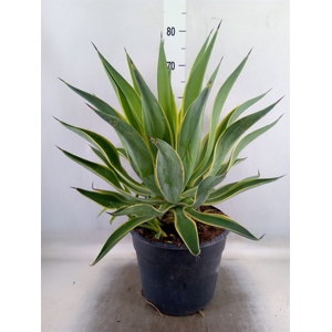 Agave   ...