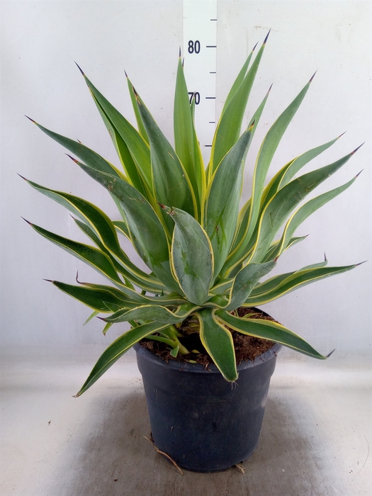 <h4>Agave   ...</h4>