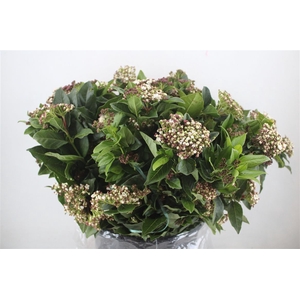 Viburnum Blooming White P Bunch