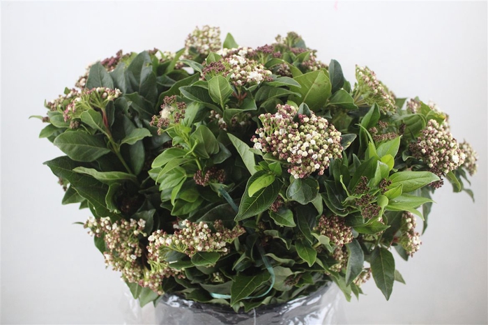 <h4>Viburnum Blooming White P Bunch</h4>