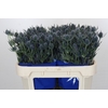 Eryngium Blue Dynamite