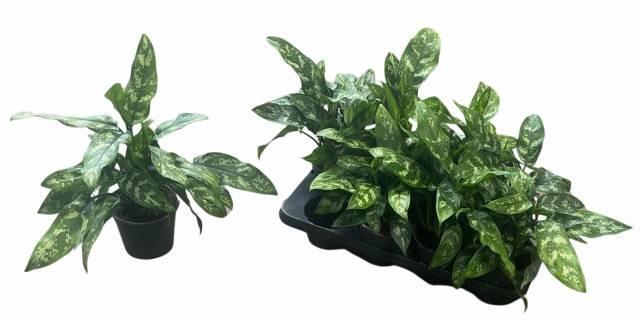 <h4>AGLAO MARIA</h4>