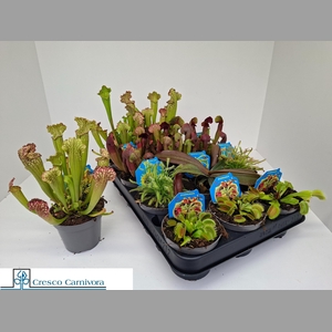 VLEESET PL GEM 6 SRT