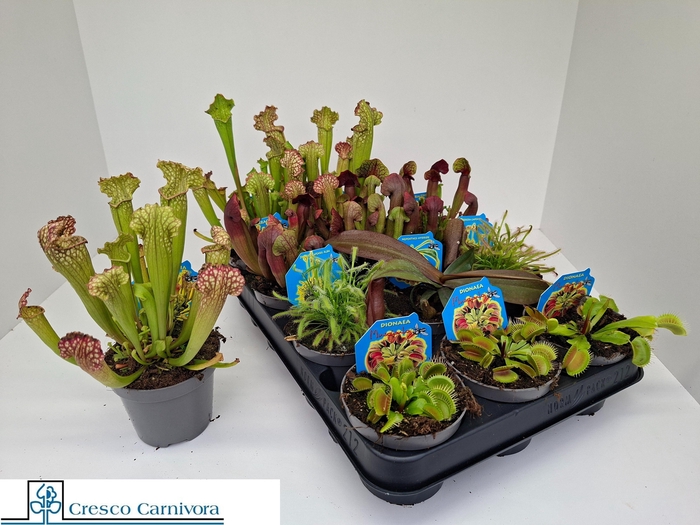 <h4>VLEESET PL GEM 6 SRT</h4>