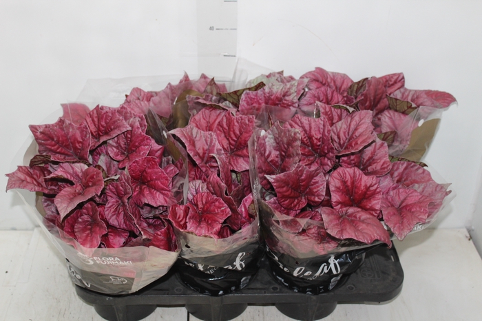 <h4>BEGONIA BELEAF INCA FLAME P15 PO</h4>