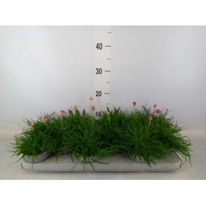 Armeria maritima 'Armada Rose'