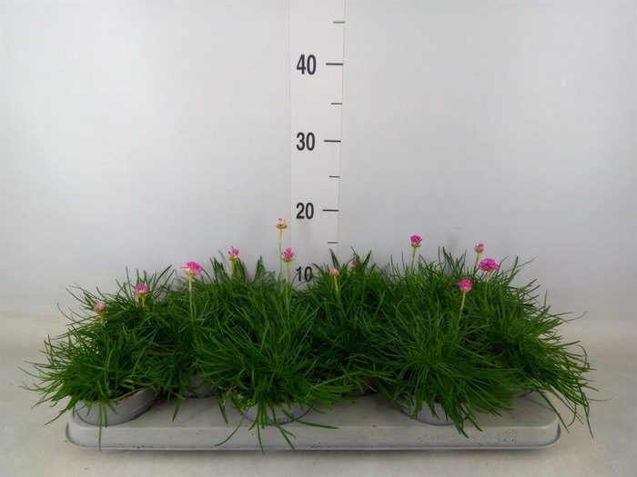 <h4>Armeria maritima 'Armada Rose'</h4>