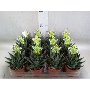 Aloe aristata 'Tiki Tahi'