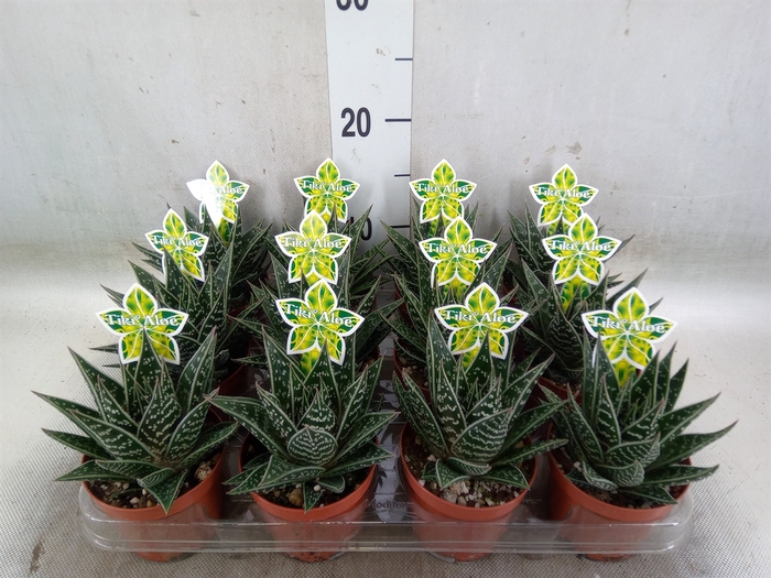 <h4>Aloe aristata 'Tiki Tahi'</h4>