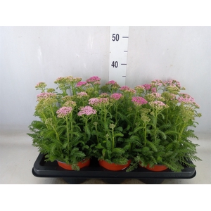 Achillea   ...