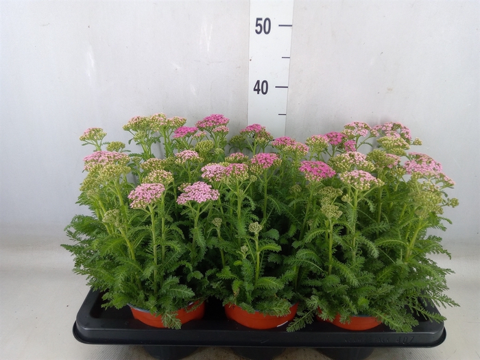 <h4>Achillea   ...</h4>