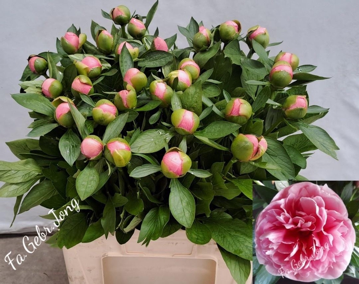 <h4>PAEO ETCHED SALMON</h4>