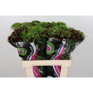 Dianthus Br Am Bordeaux