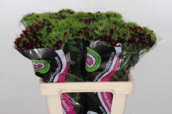 <h4>Dianthus Br Am Bordeaux</h4>
