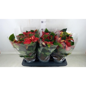 Euphorbia pulc. 'Superba New Glitt'