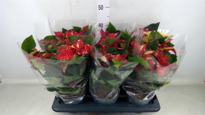 <h4>Euphorbia pulc. 'Superba New Glitt'</h4>