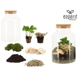90854: DIY Terrarium Large Melkbus D17 / H25
