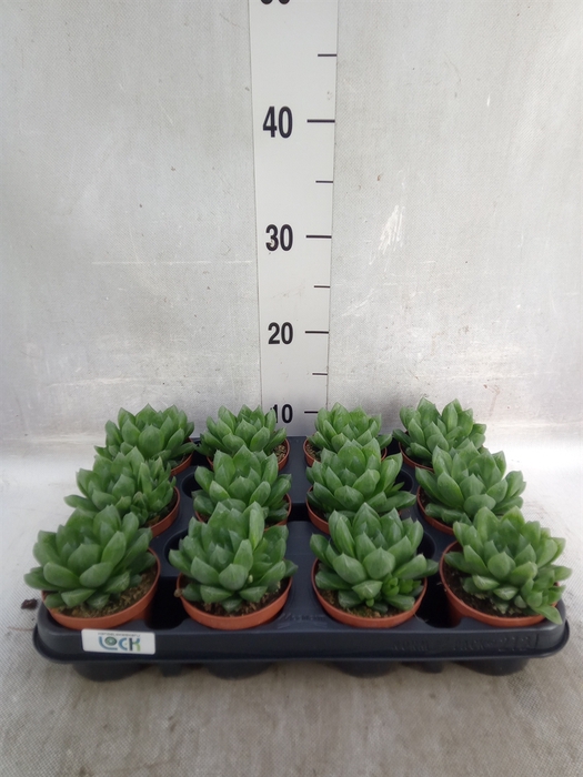 <h4>Cotyledon tome. ladys.</h4>