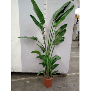 Strelitzia nicolai