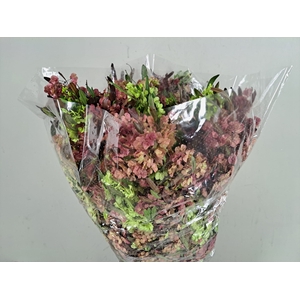 Dodonea Bs 400g