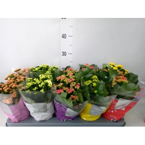 Kalanchoe blos. 'Perfecta'  ..mix 5