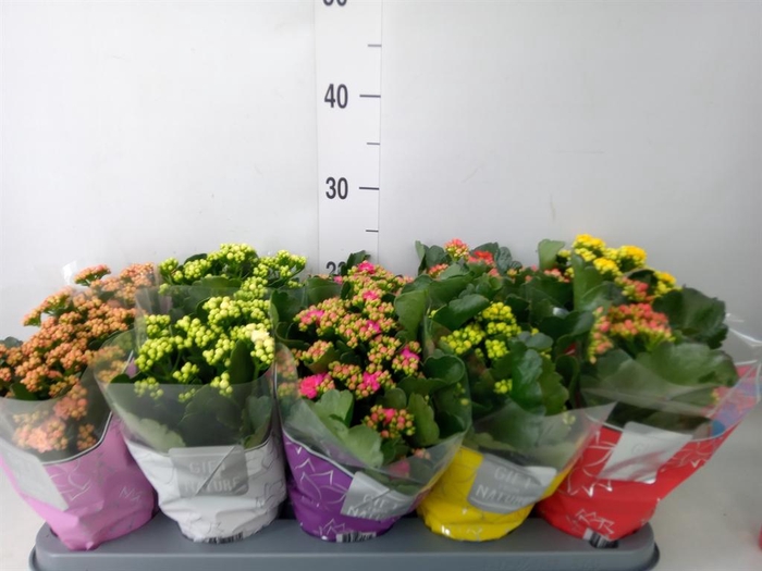 <h4>Kalanchoe blos. 'Perfecta'  ..mix 5</h4>