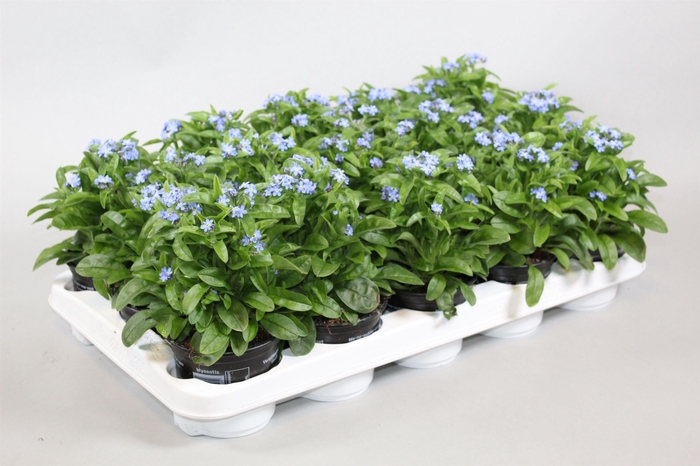 <h4>Myosotis Mona mi</h4>